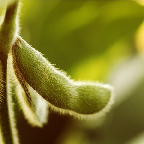 Food Grade Soybeans