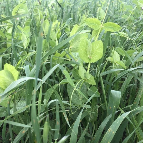 Cover Crops